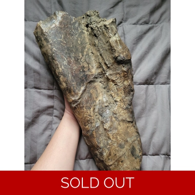 Rare Colossal Hadrosaur Limb Fossil Dinosaur Bone Partial Hell Creek Formation